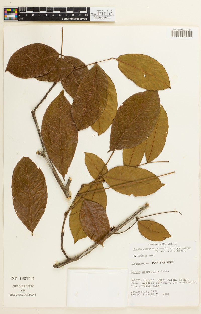 Cassia swartzioides var. scarlatina photo 2