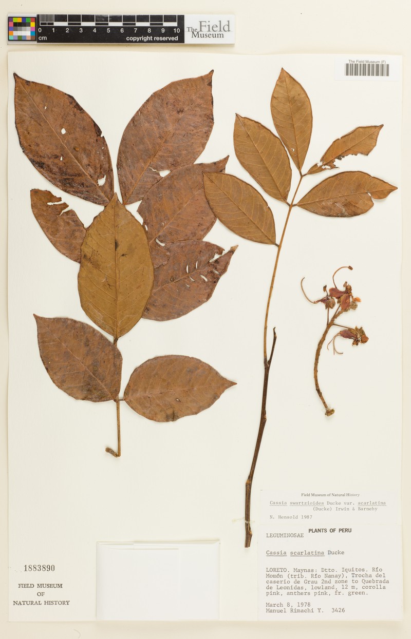 Cassia swartzioides var. scarlatina photo 3