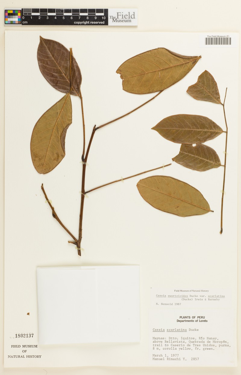 Cassia swartzioides var. scarlatina photo 6