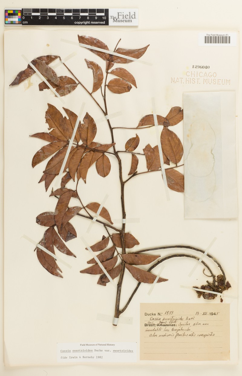 Cassia swartzioides var. swartzioides