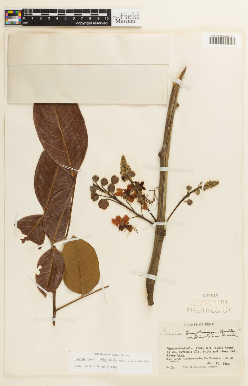Cassia swartzioides var. swartzioides photo 2