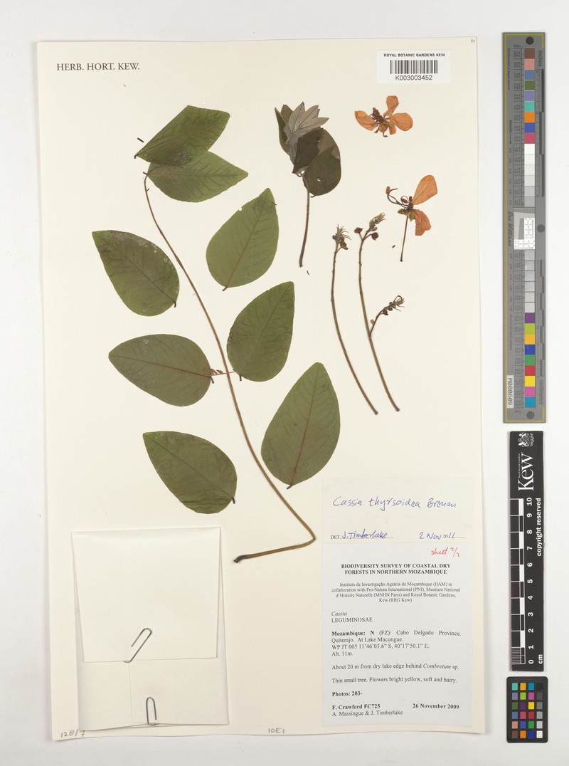 Cassia thyrsoidea