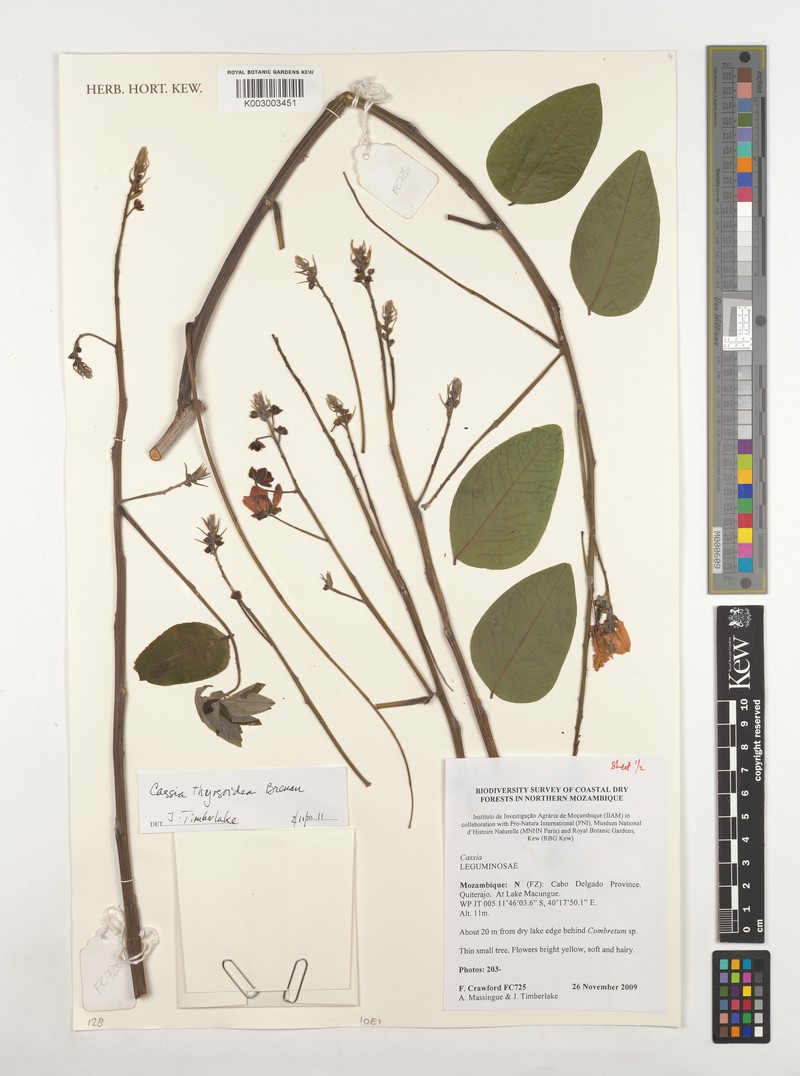 Cassia thyrsoidea photo 2