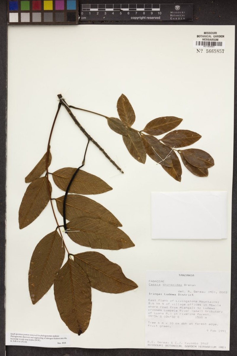Cassia thyrsoidea photo 3