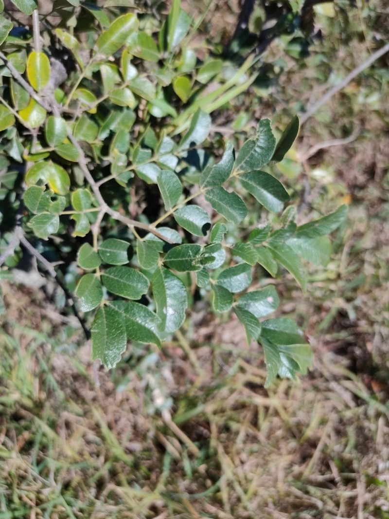 Cassia tomentella