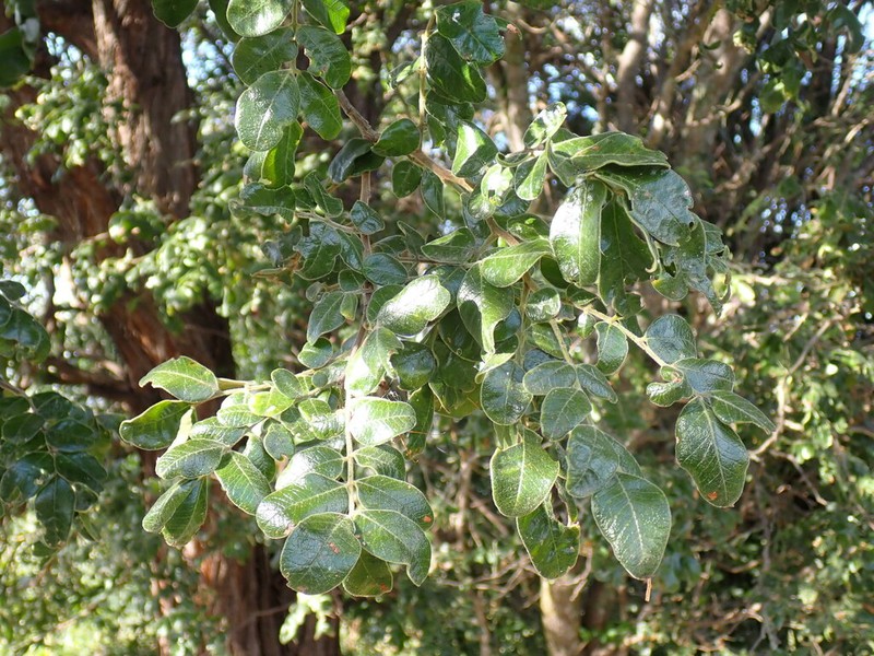 Cassia tomentella photo 6