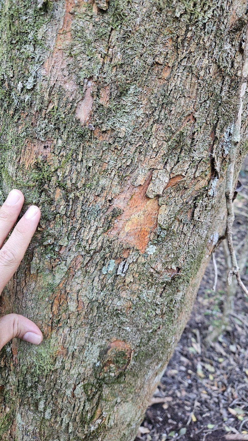 Cassine peragua subsp. peragua