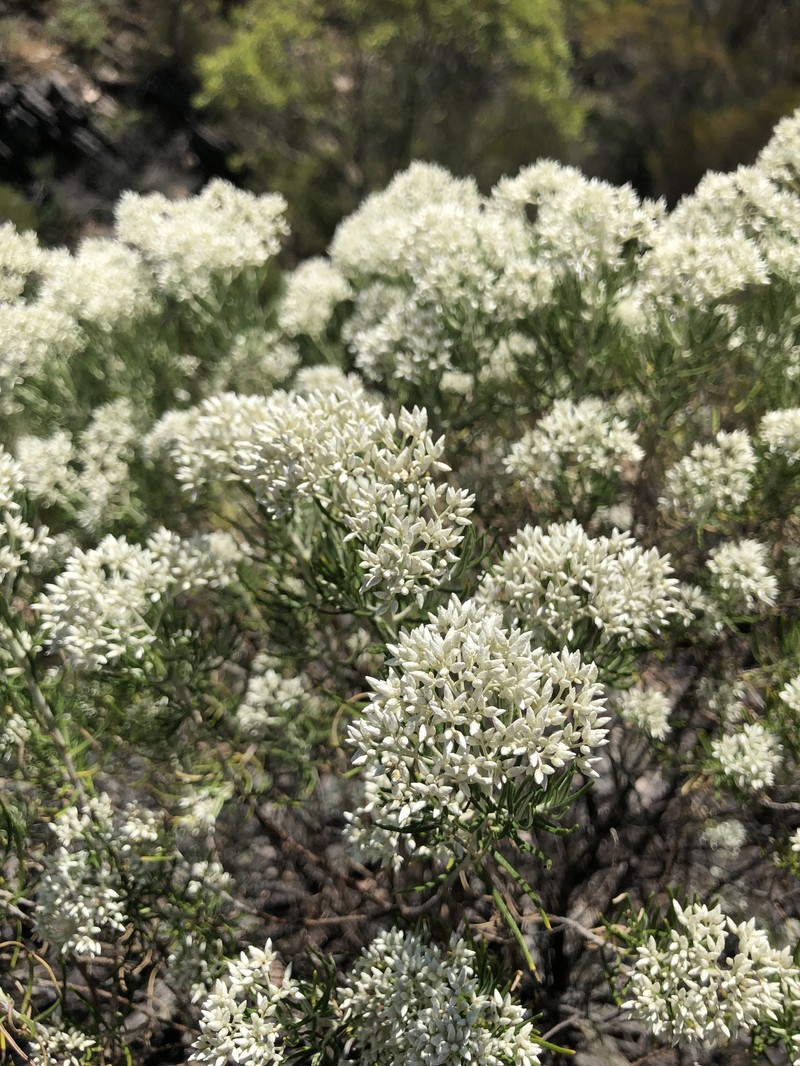 Cassinia complanata