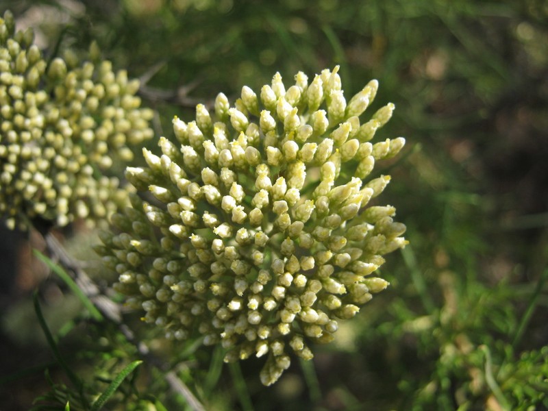 Cassinia complanata photo 3