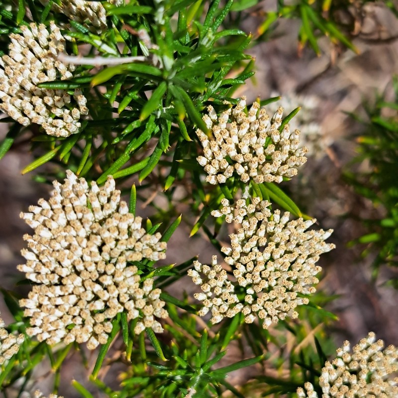 Cassinia complanata photo 4
