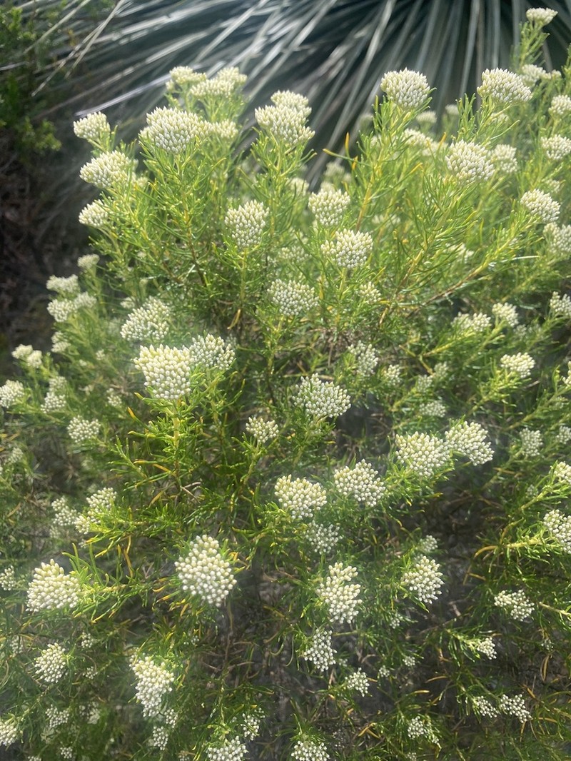 Cassinia complanata photo 5