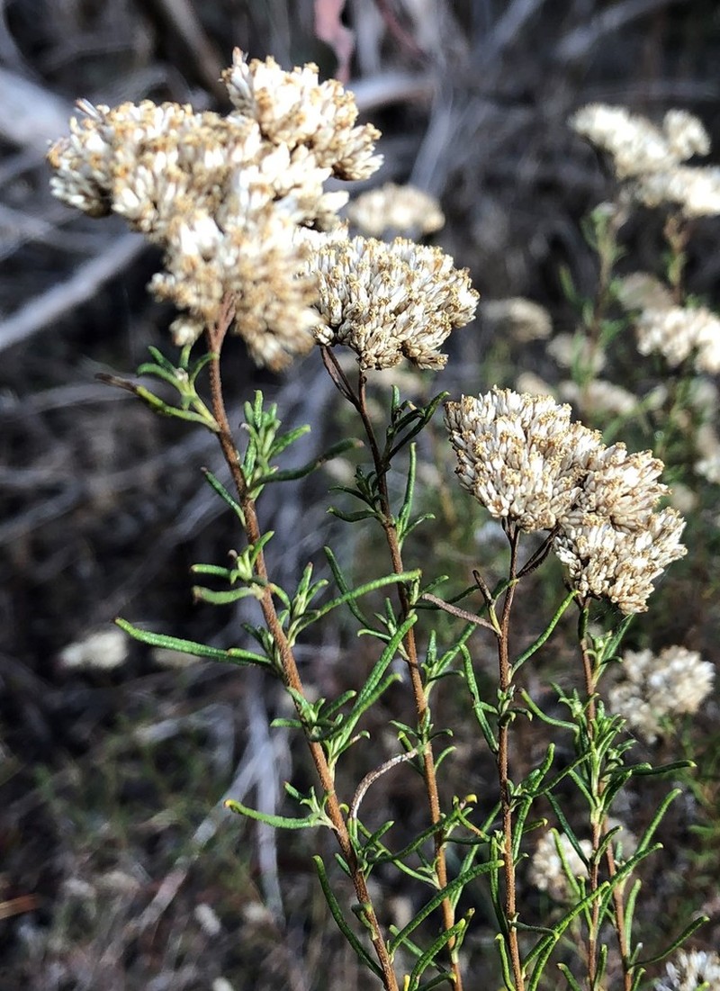 Cassinia complanata photo 6