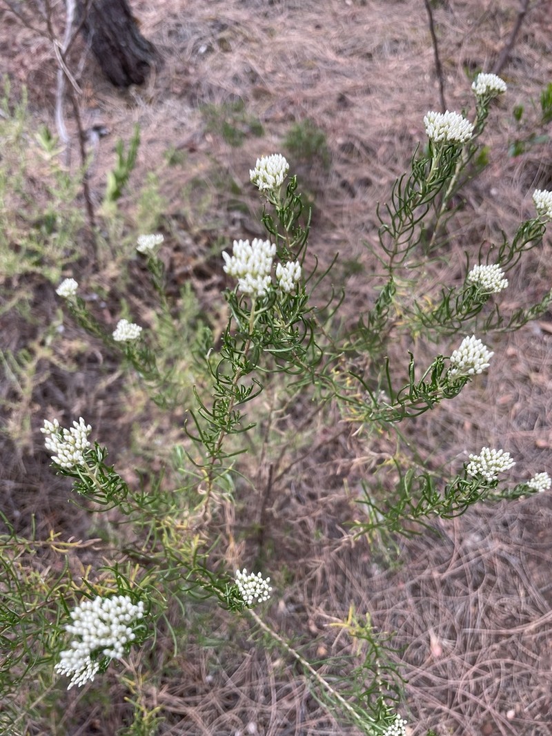 Cassinia complanata photo 7