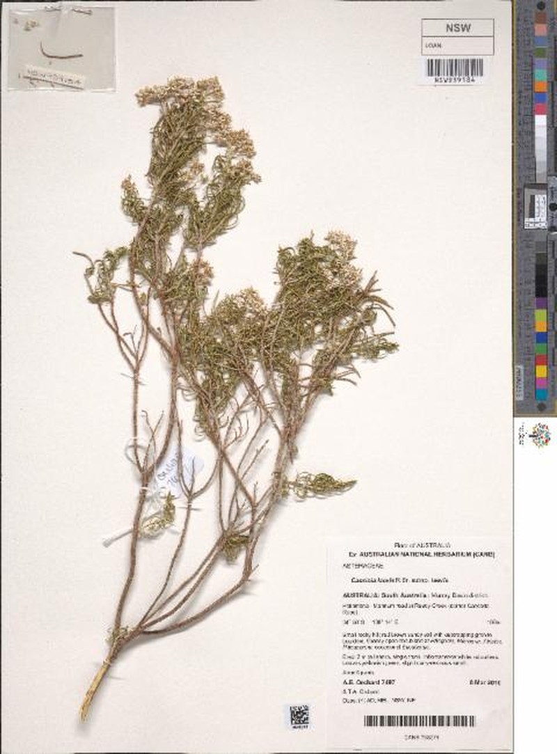 Cassinia laevis subsp. laevis