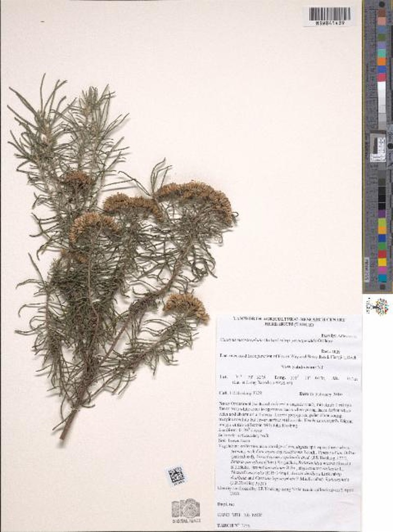 Cassinia petrapendula