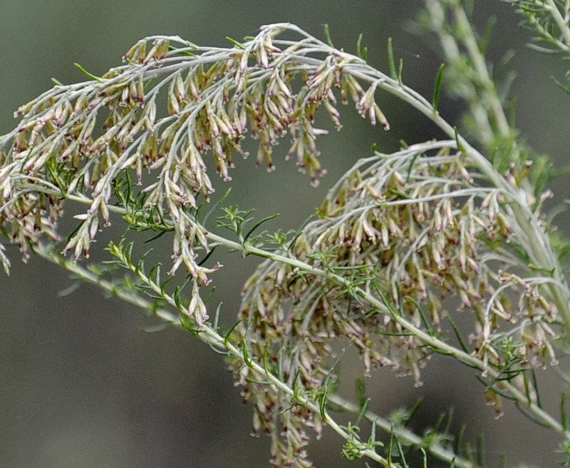 Cassinia sifton