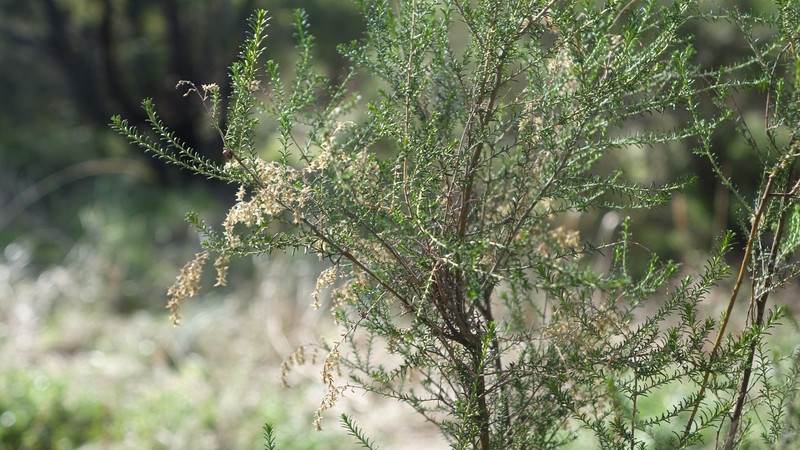 Cassinia sifton photo 2