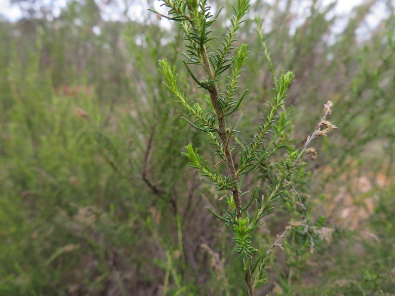 Cassinia sifton photo 4