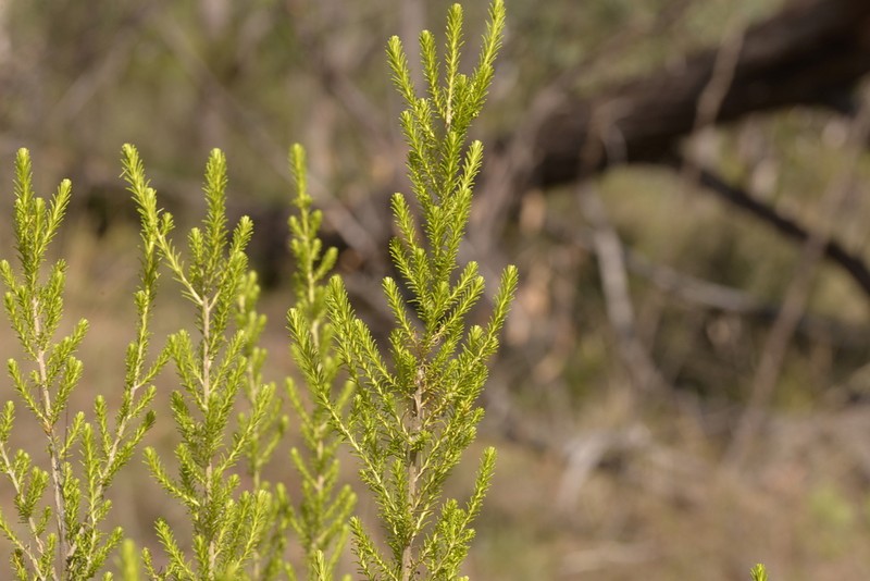 Cassinia sifton photo 5