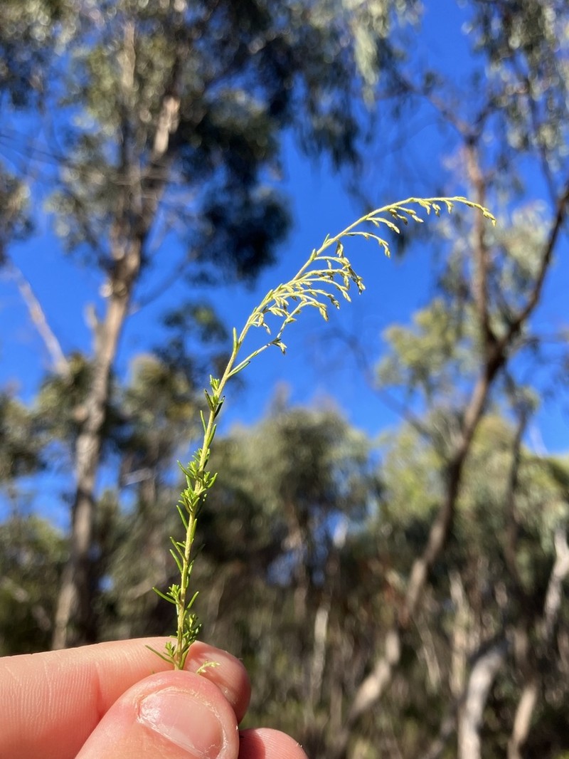 Cassinia sifton photo 6