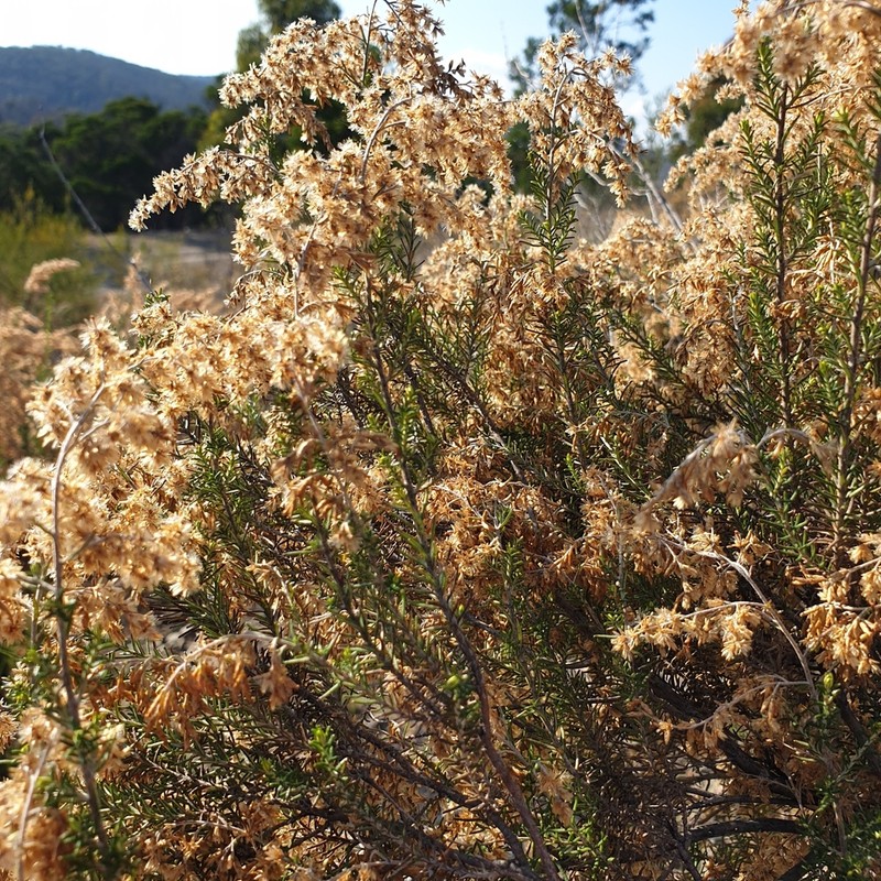 Cassinia sifton photo 7