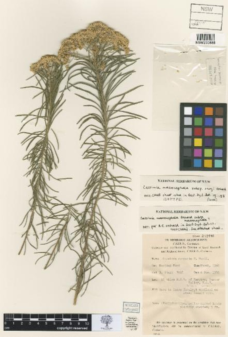 Cassinia storyi