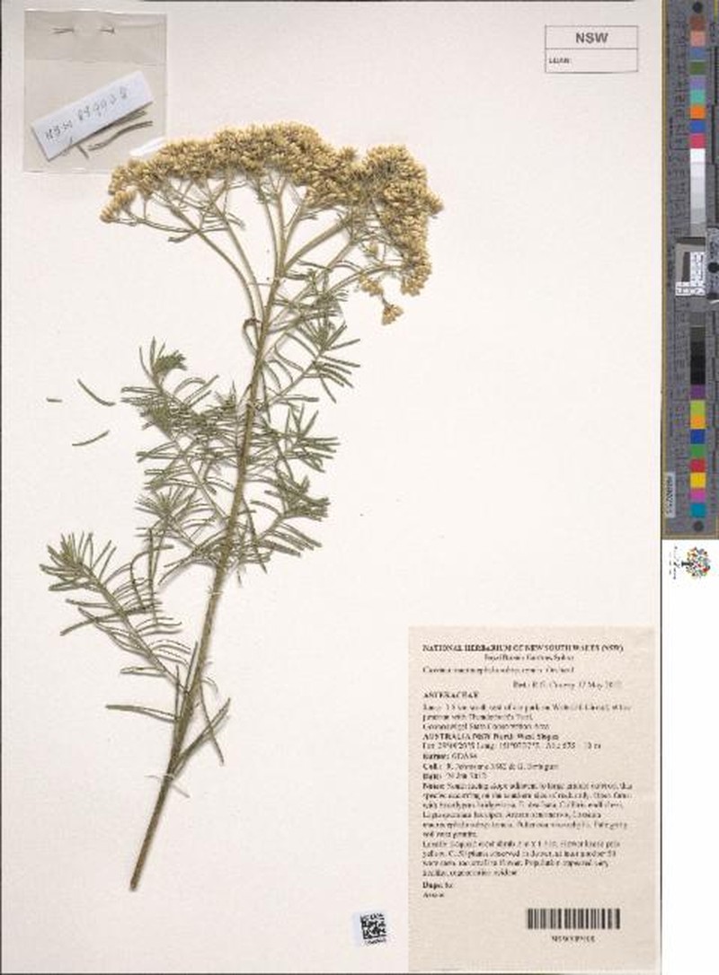 Cassinia tenuis
