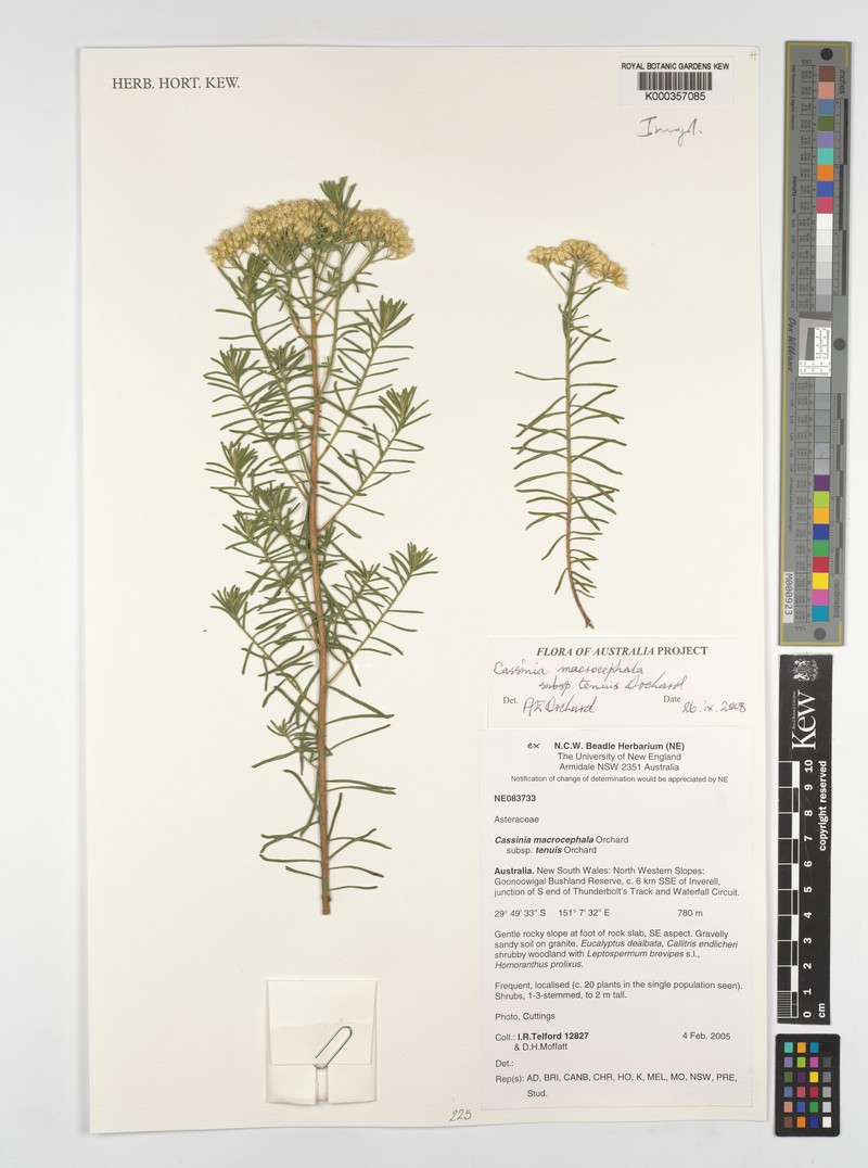 Cassinia tenuis photo 2