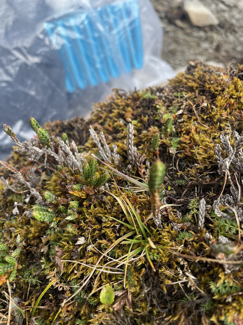 Cassiope fastigiata subsp. fastigiata