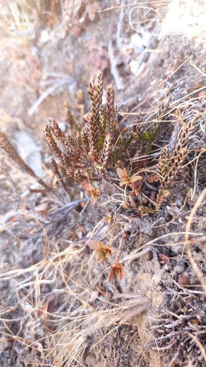 Cassiope fastigiata subsp. fastigiata photo 2