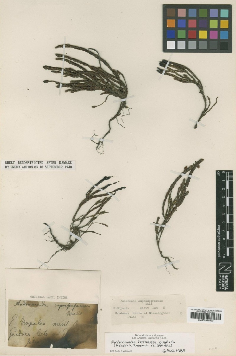 Cassiope fastigiata subsp. fastigiata photo 3