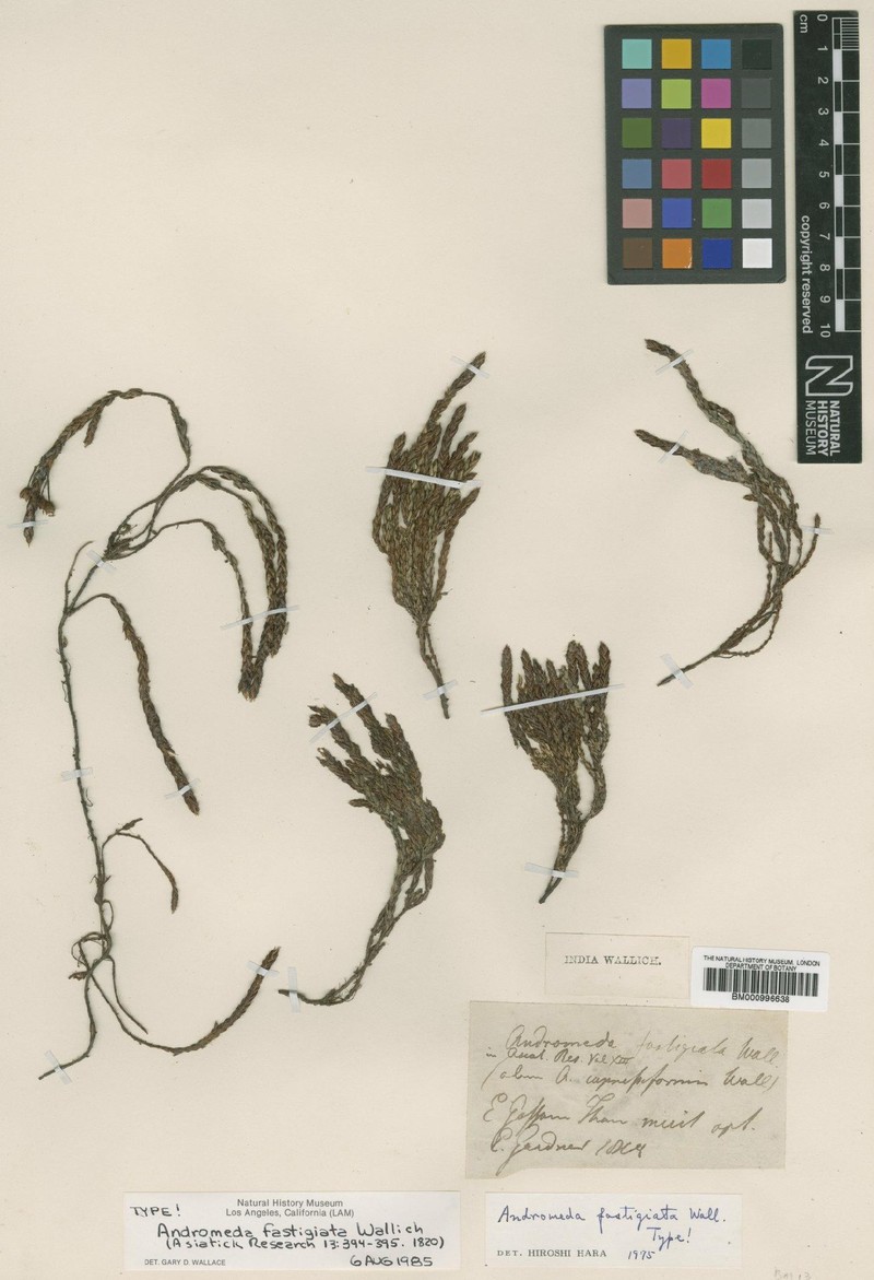 Cassiope fastigiata subsp. fastigiata photo 4
