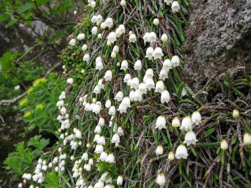 Clubmoss Mountain Heather