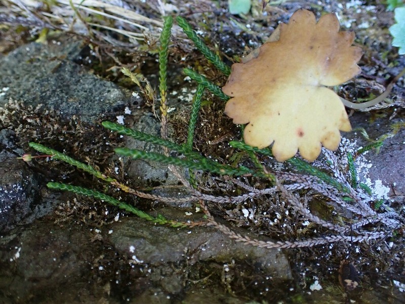Clubmoss Mountain Heather photo 2