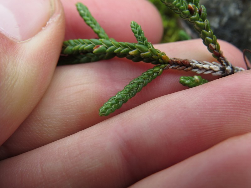 Clubmoss Mountain Heather photo 4