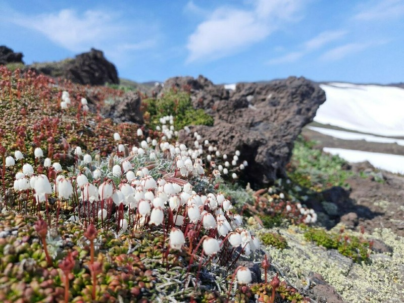 Clubmoss Mountain Heather photo 5