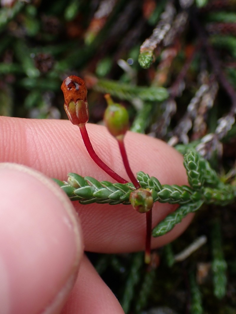 Clubmoss Mountain Heather photo 6