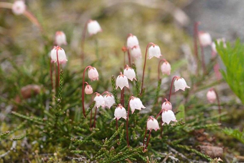 Clubmoss Mountain Heather photo 7
