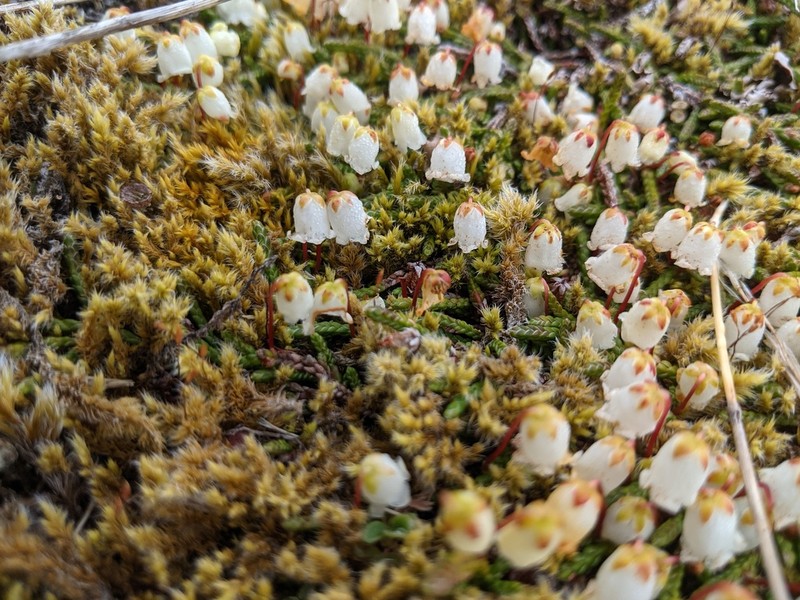 Clubmoss Mountain Heather photo 8
