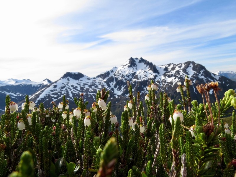 Western Moss Heather