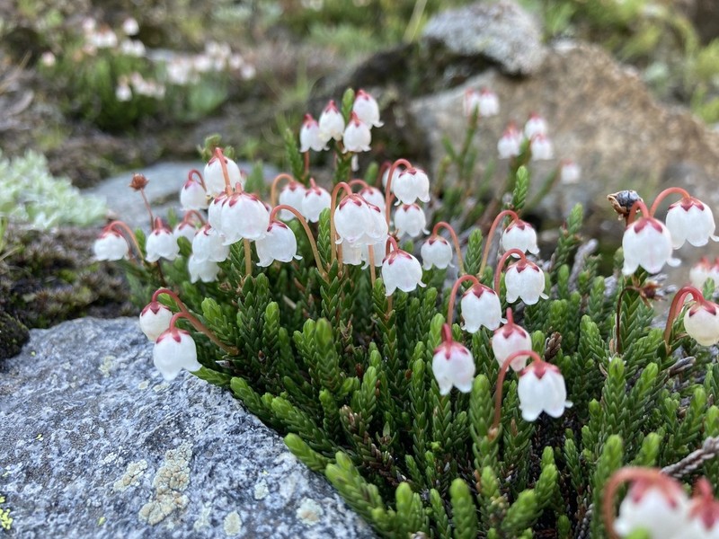 Western Moss Heather photo 3