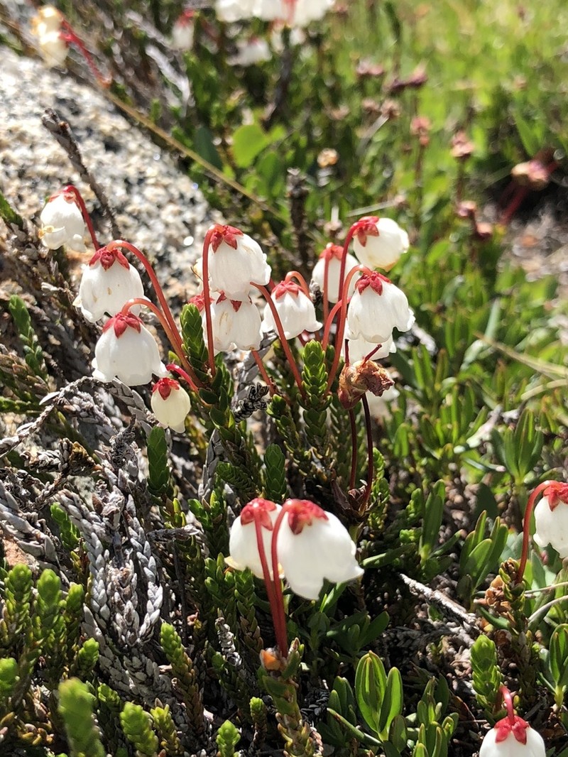 Western Moss Heather photo 4