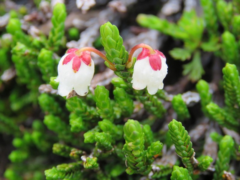 Western Moss Heather photo 5