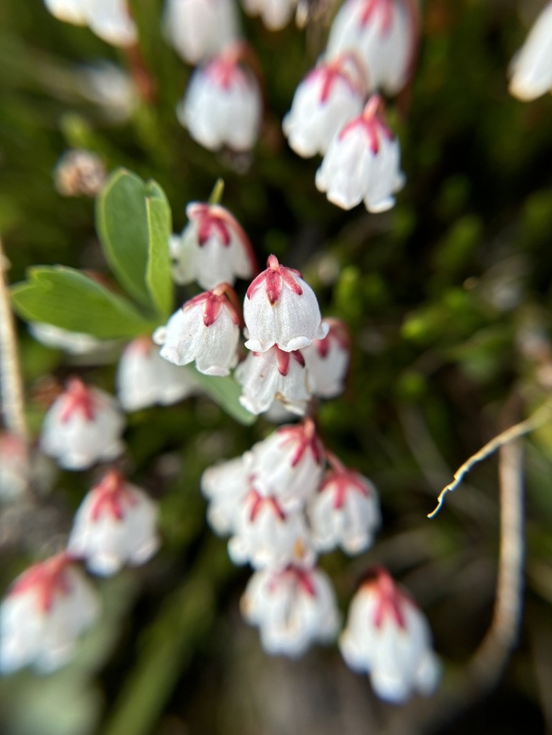 Western Moss Heather photo 6