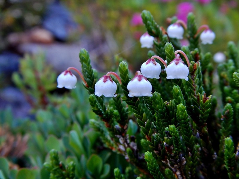 Western Moss Heather photo 7