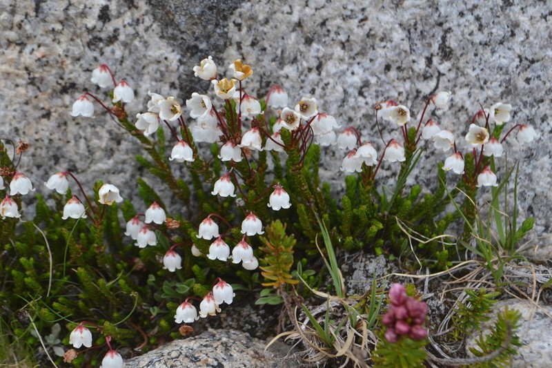 Western Moss Heather photo 8