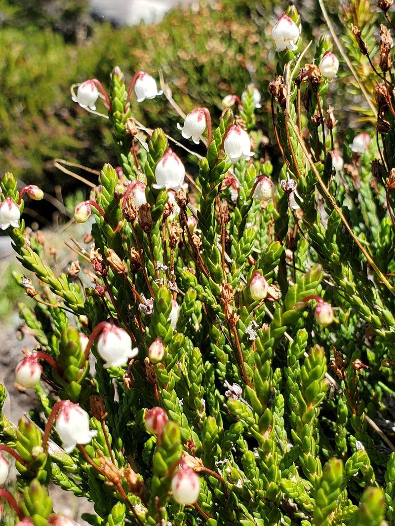 Cassiope mertensiana subsp. californica