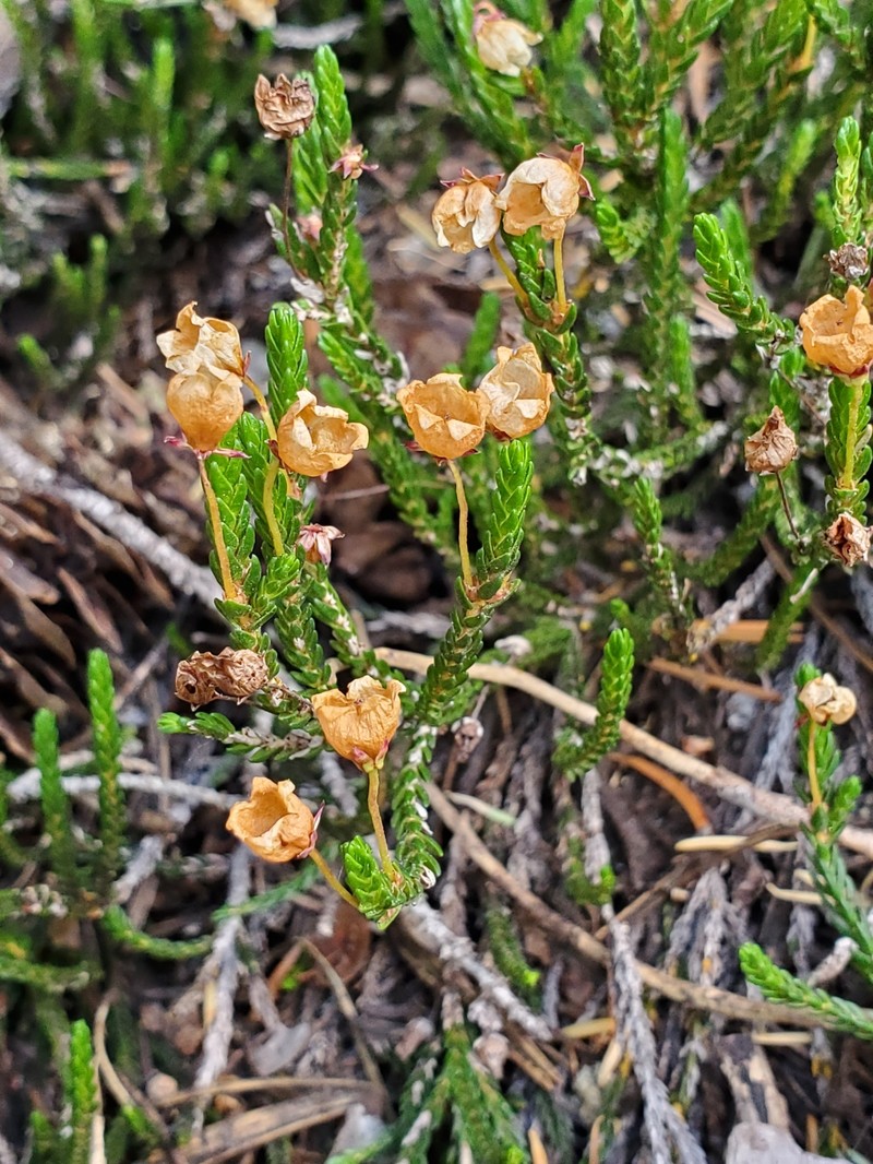 Cassiope mertensiana subsp. californica photo 2