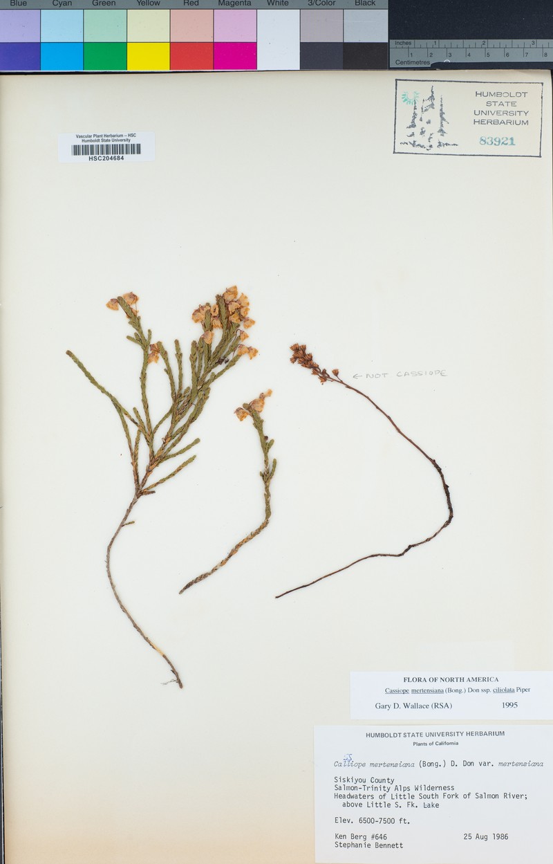Cassiope mertensiana subsp. ciliolata