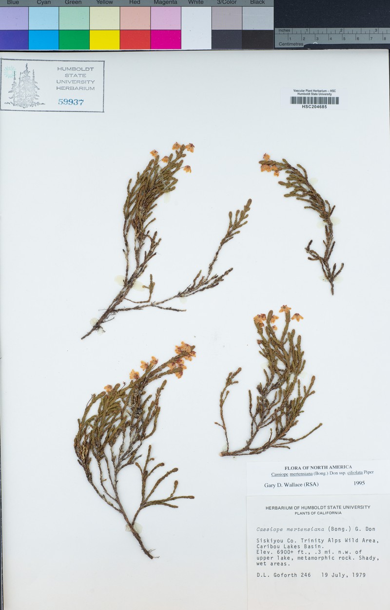 Cassiope mertensiana subsp. ciliolata photo 2